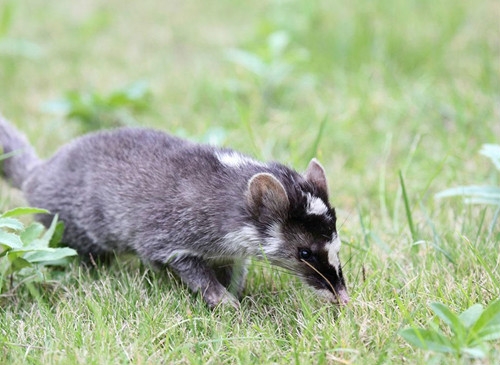 ��ɽ��ɭ�ֹ����־�������һֻ������