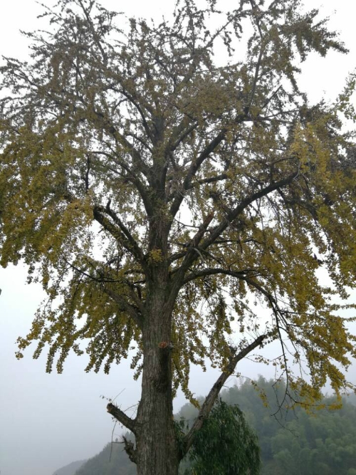 ��Ҧ���̻���Ϊ��������"����"